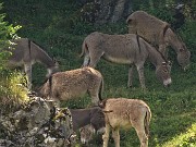 38 Gli asinelli al pascolo in ombra al fresco